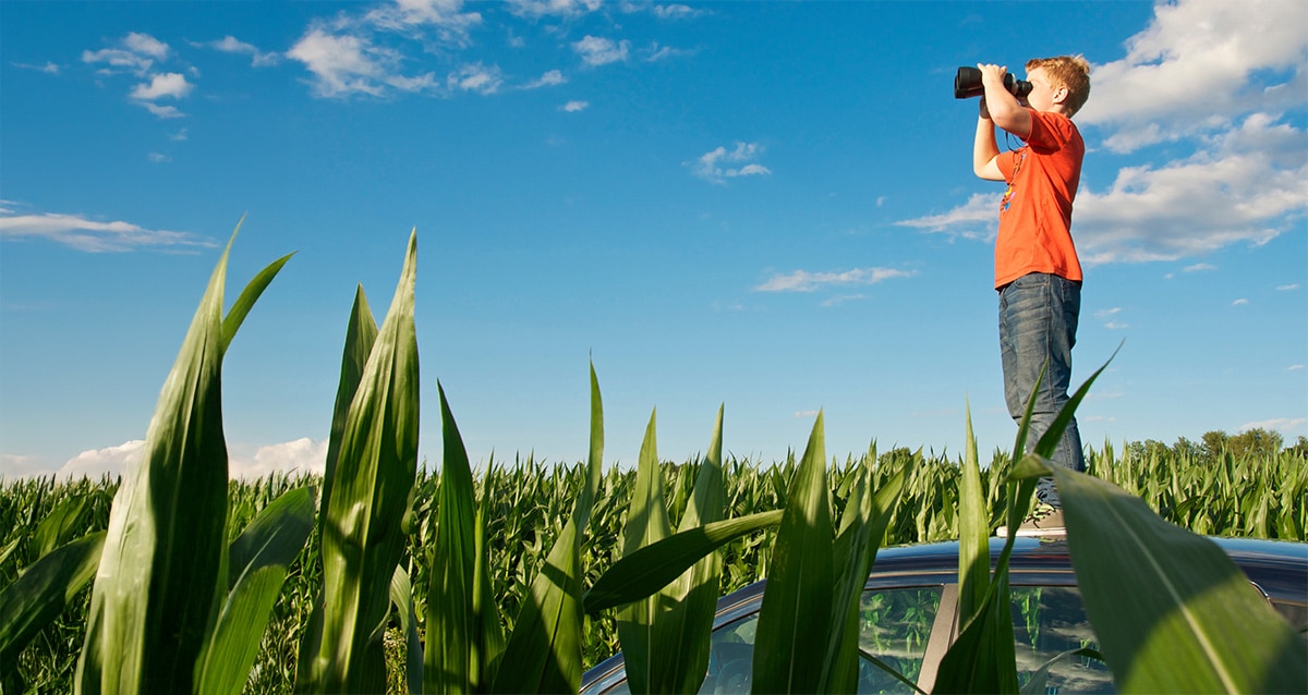 Junge mit Fernglas im Maisfeld