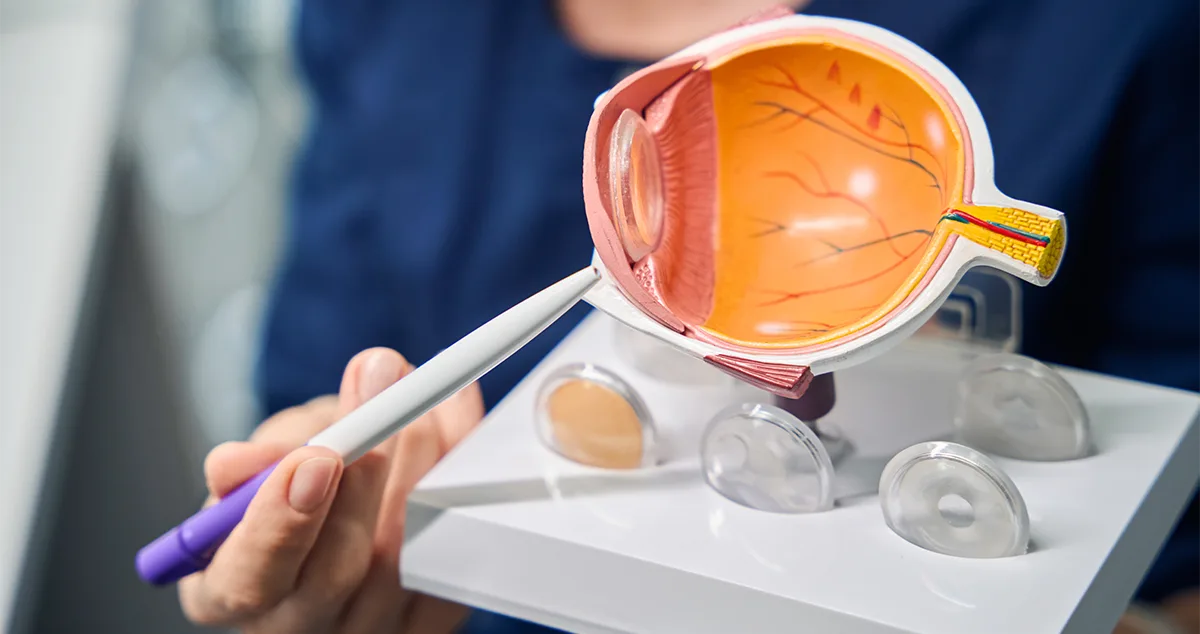 Modell-Augenlinse Modell Augenlinse